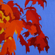 Autumn Maple 2